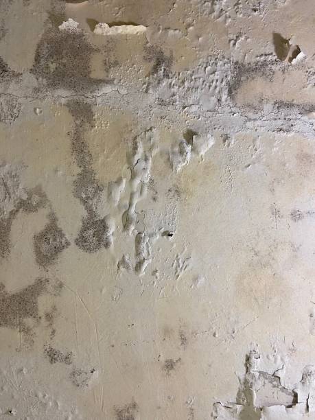Best Commercial Mold Removal  in Norfolk, NE