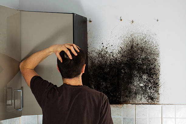 Best Mold Damage Repair  in Norfolk, NE